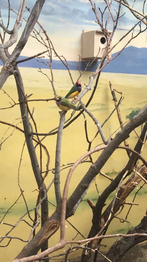 Aug. 2018 - Gouldian finch