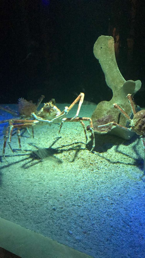 Aug. 2018 - Japanese spider crab