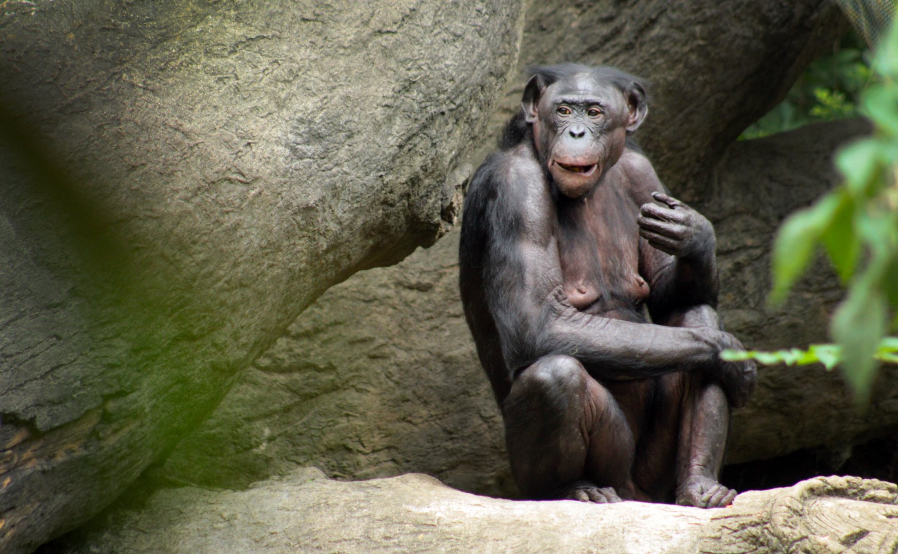 Aug. 2018 - Jungle Trails - Bonobo