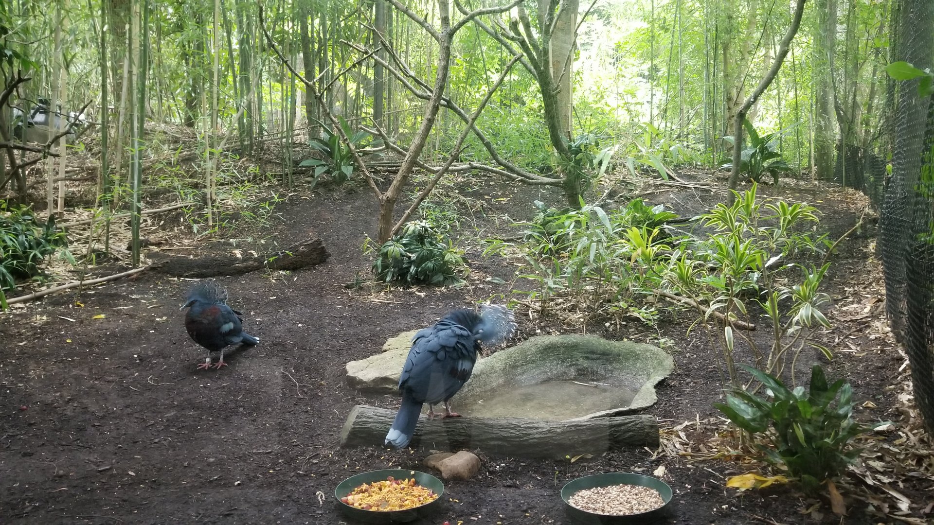 Aug. 2018 - Jungle Trails - Victoria Crowned Pigeon Exhibit