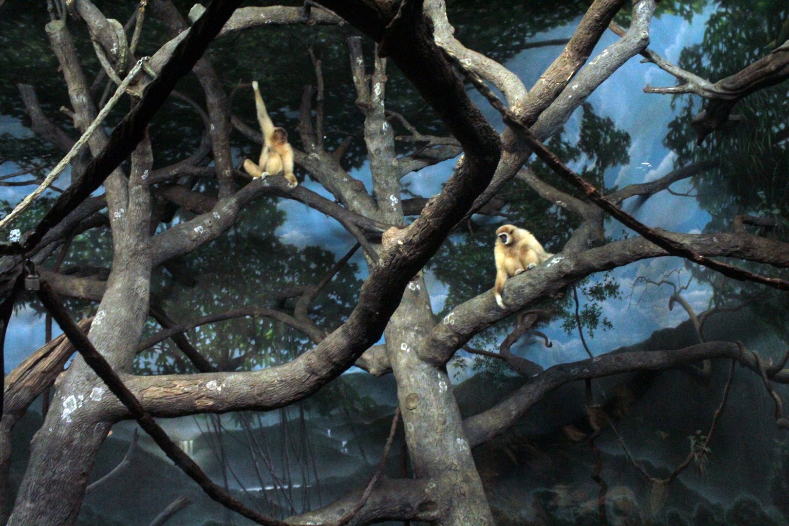 Aug. 2018 - Jungle Trails - White-handed Gibbons