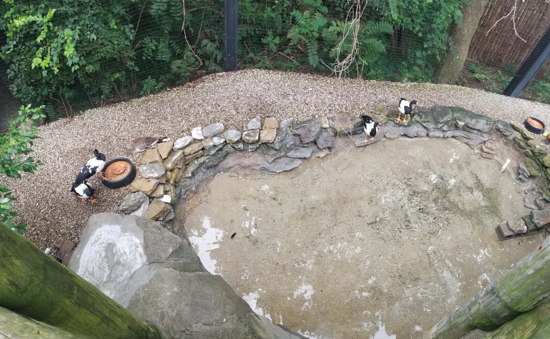 Aug. 2018 - (Newly Reopened) Free Flight Aviary (12 Species)