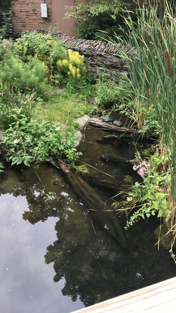 Aug. 2018 - Outdoor native turtle exhibit