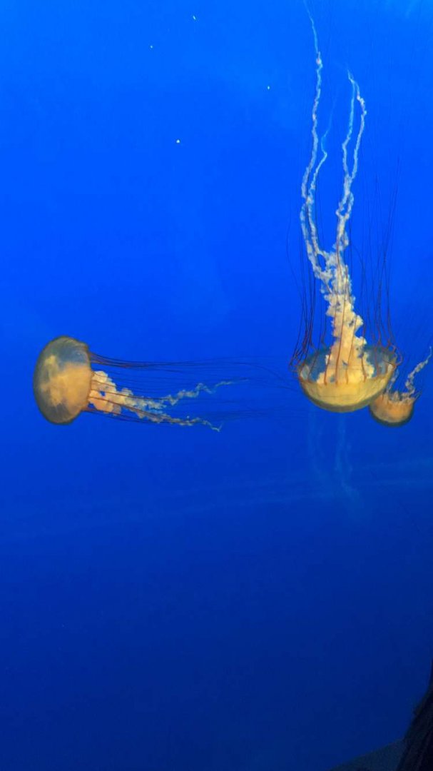 Aug. 2018 - Pacific sea nettle