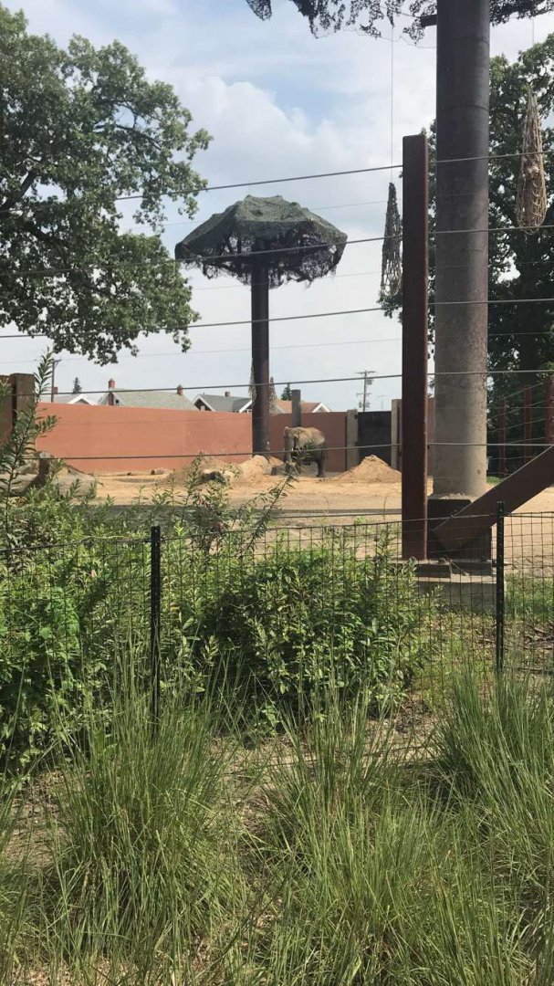 Aug. 2018 - Partial overview of African bush elephant enclosure