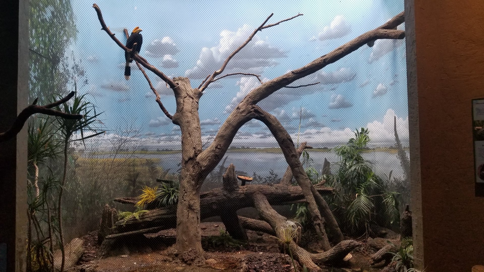 Aug. 2018 - Renovated Wings of the World - Rhinoceros Hornbill Exhibit (Returned Species)