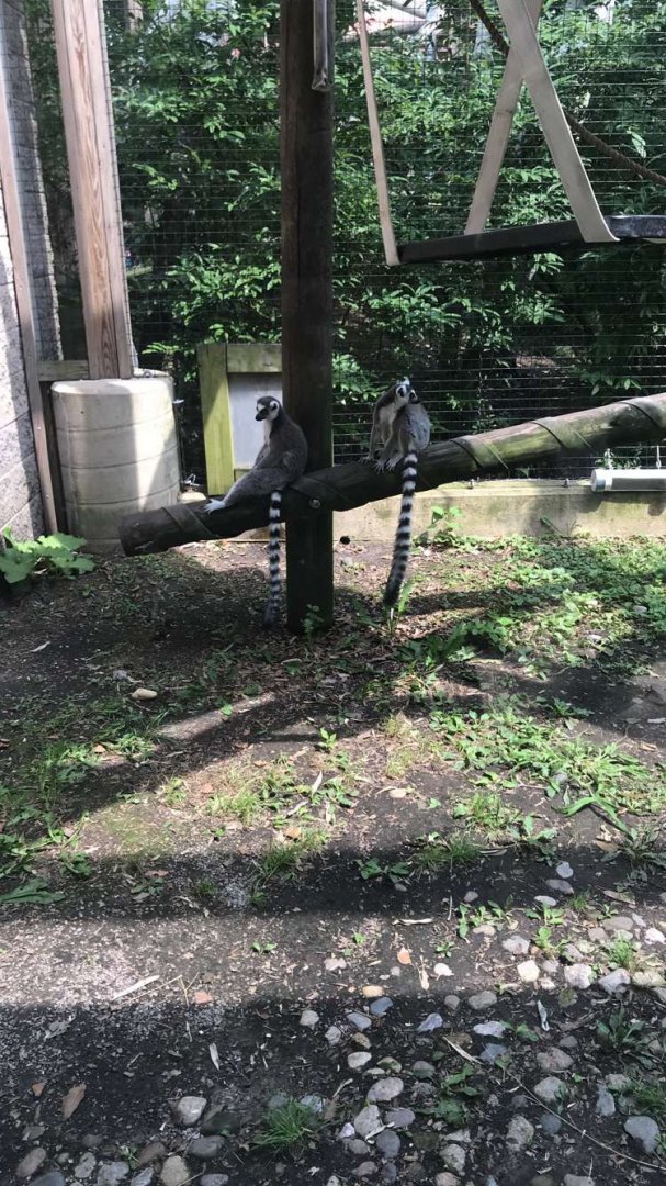 Aug. 2018 - Ring-tailed lemur