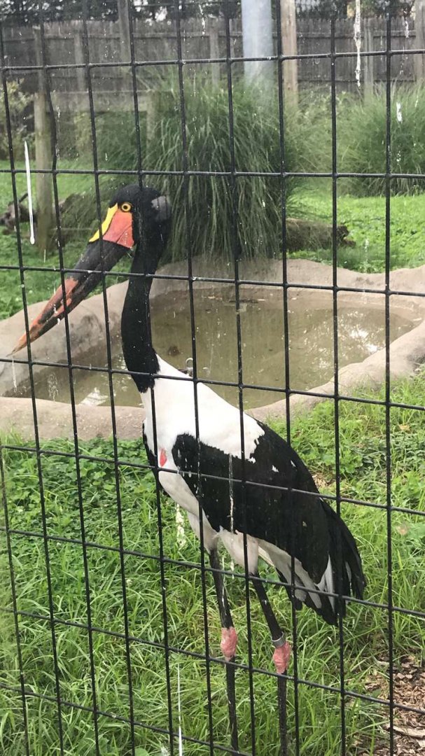Aug. 2018 - Saddle-billed stork