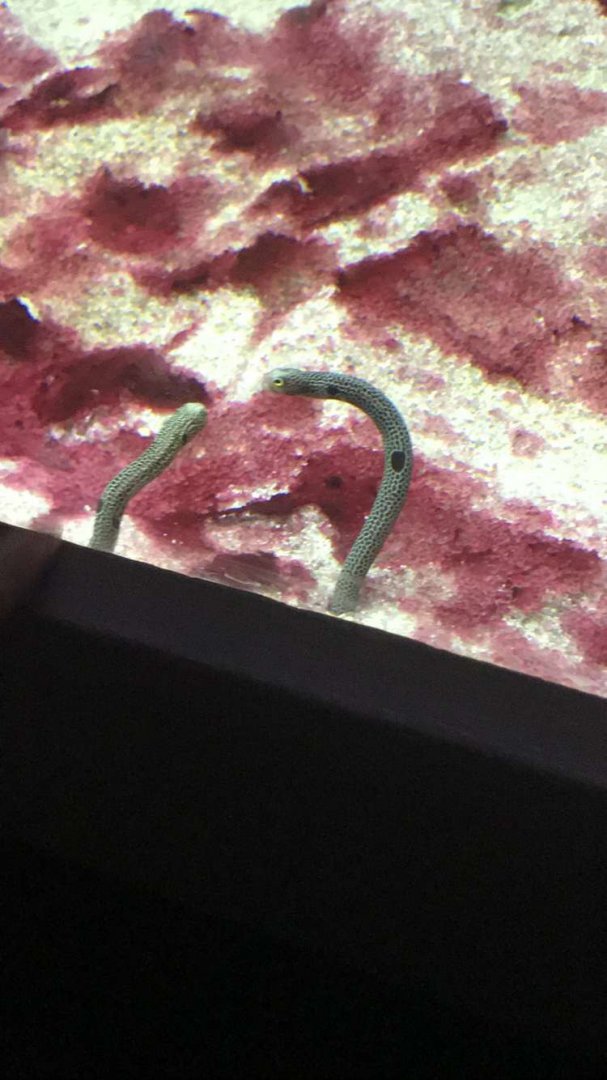 Aug. 2018 - Spotted garden eel
