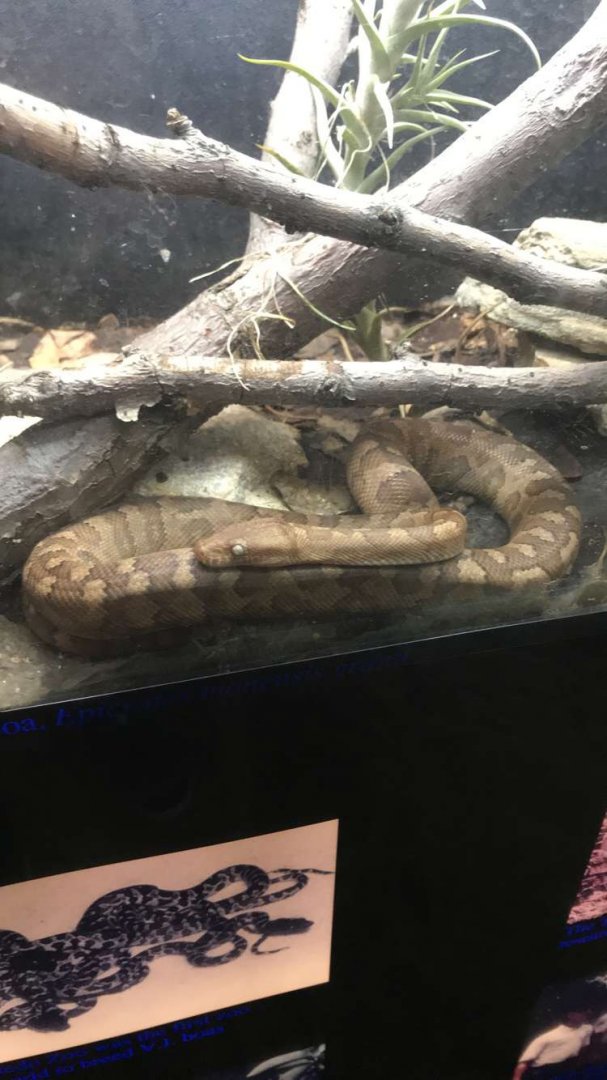 Aug. 2018 - Virgin Islands boa