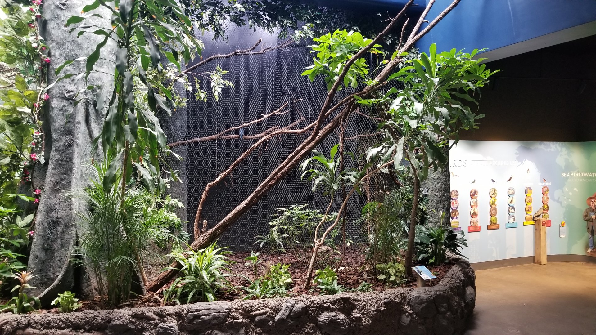 Aug. 2018 - Wings of the World - Asian Fairy Bluebird Exhibit