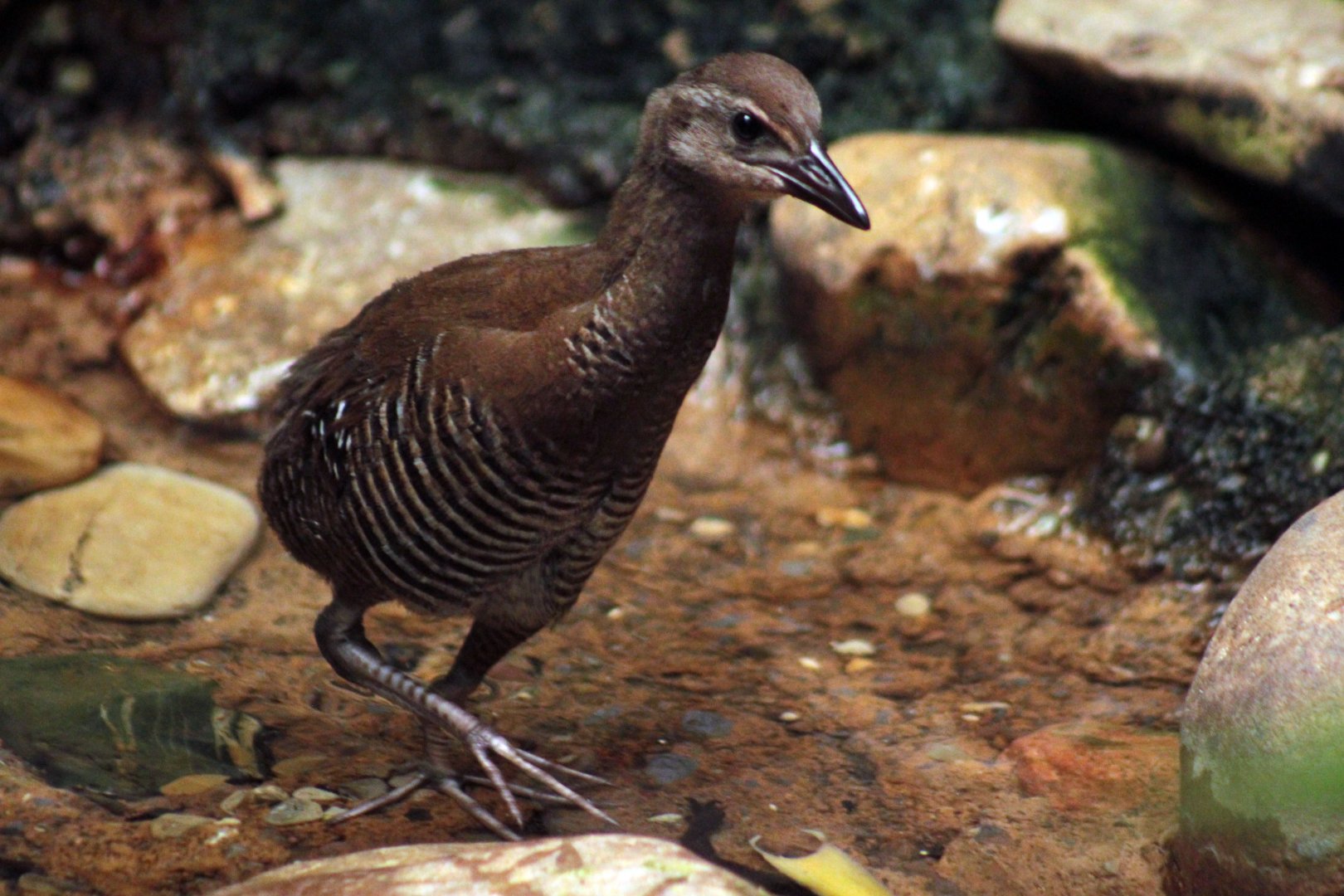 Aug. 2018 - Wings of the World - Guam Rail Chick