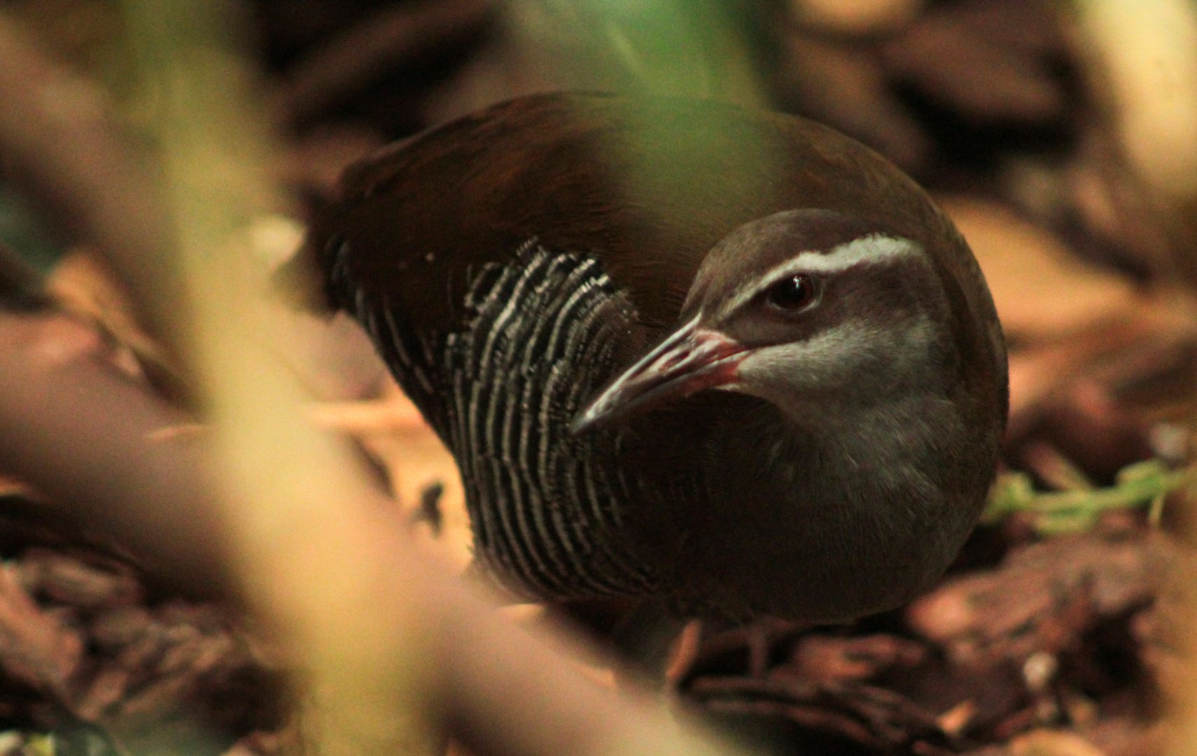 Aug. 2018 - Wings of the World - Guam Rail