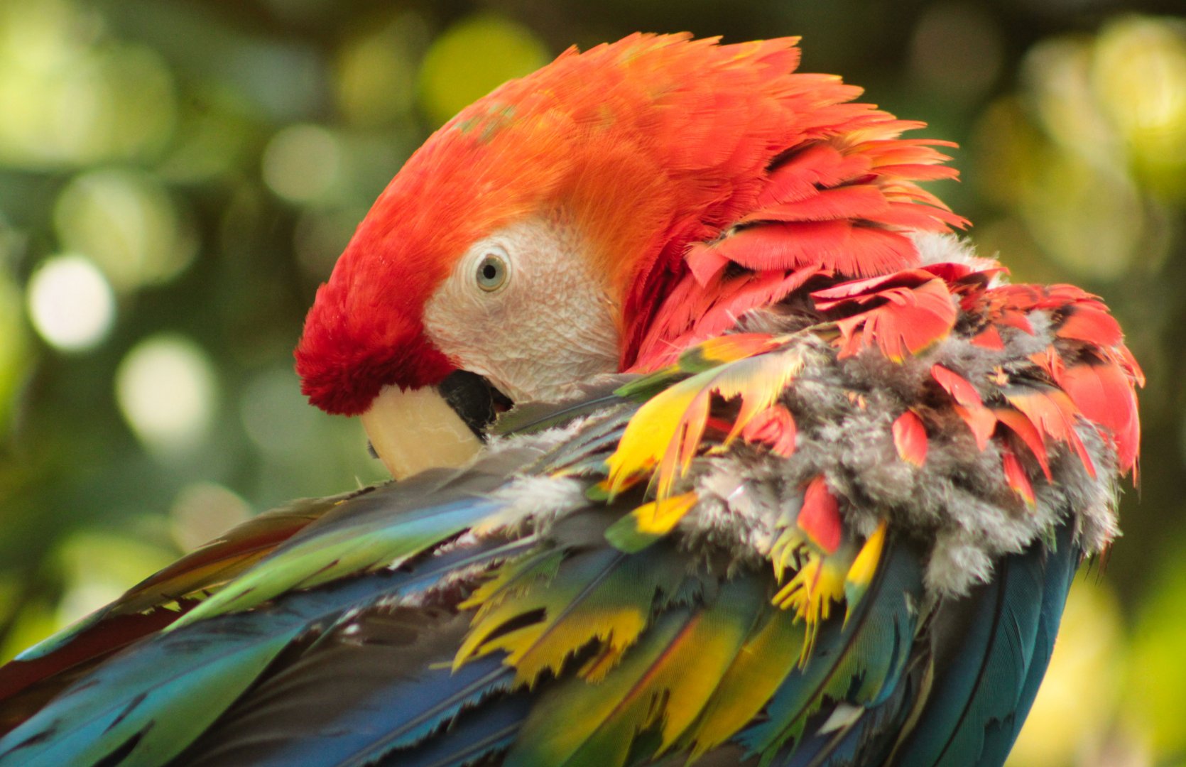Aug. 2018 - Wings of the World - Scarlet Macaw