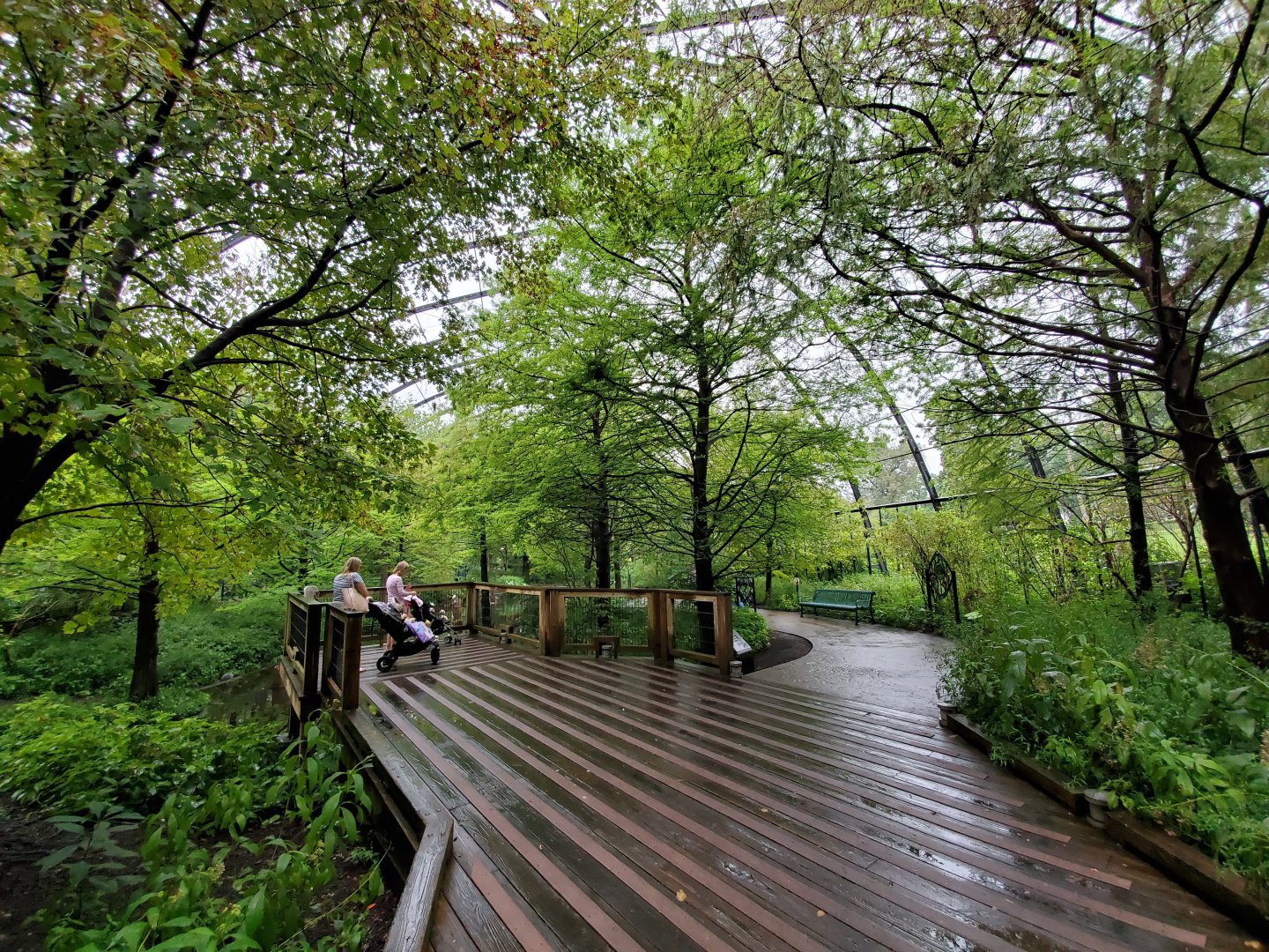 Aug. 2019 - 1904 Cypress Swamp (20+ Species)