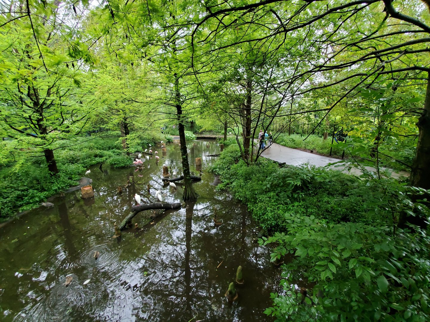 Aug. 2019 - 1904 Cypress Swamp (20+ Species)