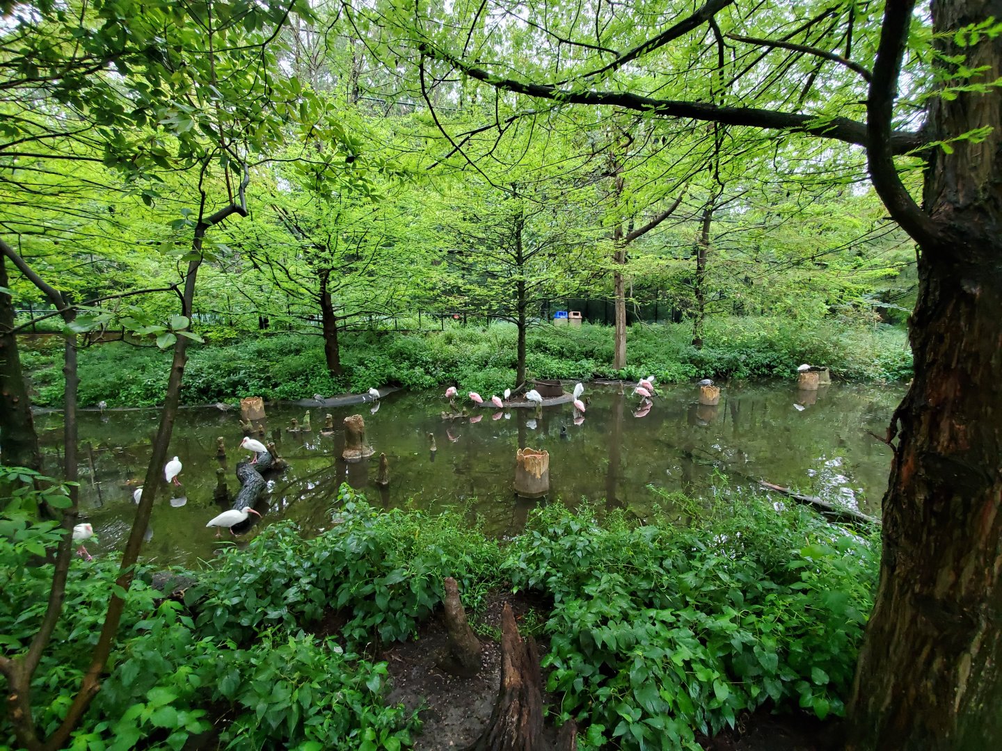 Aug. 2019 - 1904 Cypress Swamp (20+ Species)