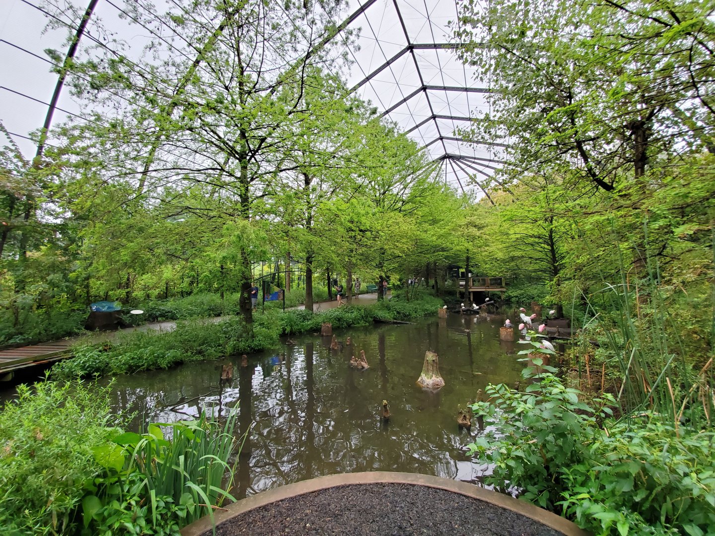 Aug. 2019 - 1904 Cypress Swamp (20+ Species)