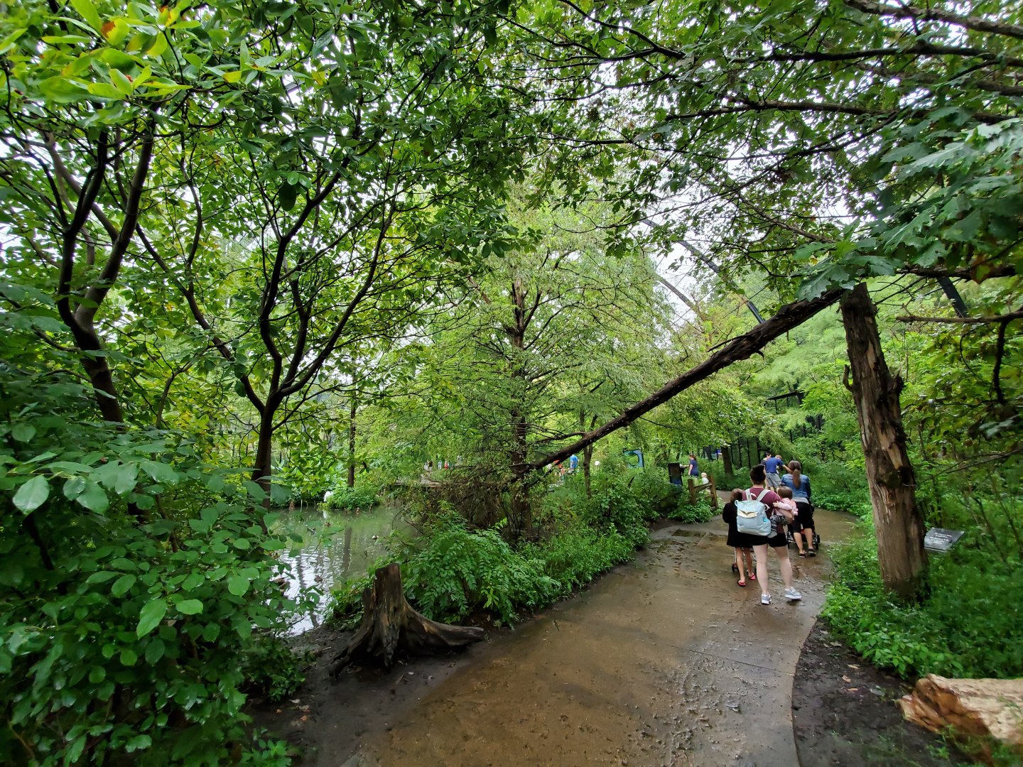 Aug. 2019 - 1904 Cypress Swamp (20+ Species)