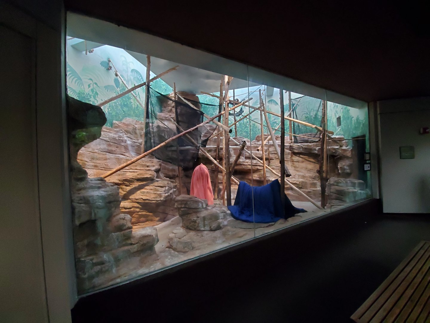 Aug. 2019 - 1925 Primate House - 1 of 2 Indoor Coquerel's Sifaka Exhibits