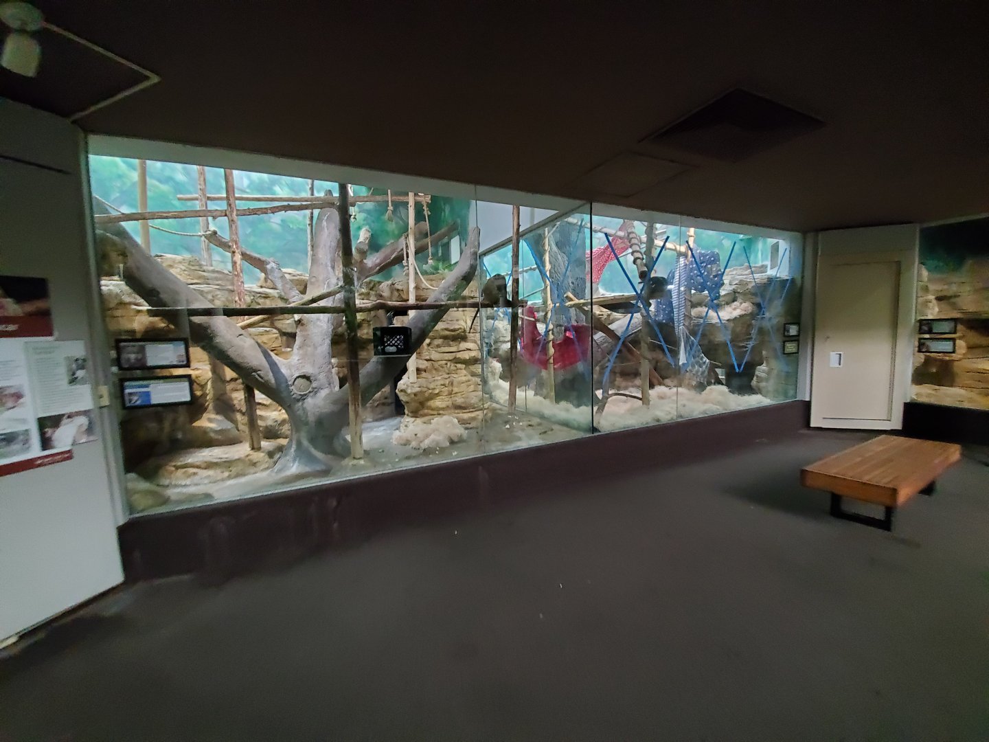 Aug. 2019 - 1925 Primate House - Allen's Swamp Monkey + Mongoose Lemur Exhibits