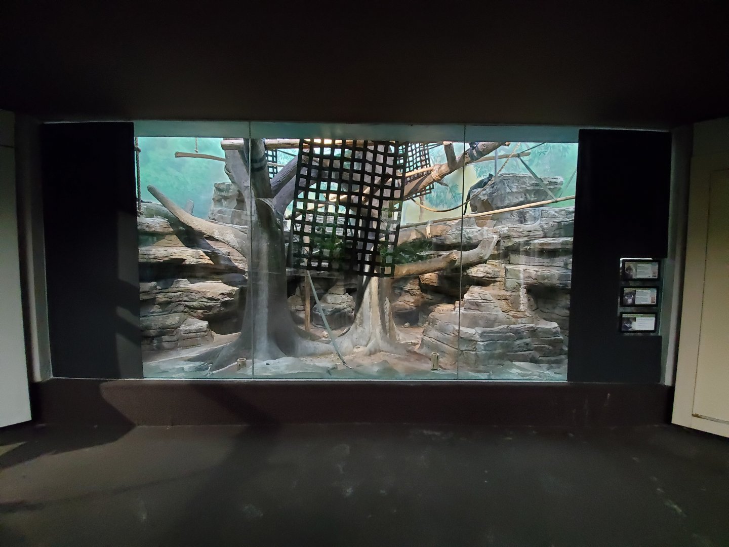 Aug. 2019 - 1925 Primate House - Francois' Langur/Spectacled Langur Exhibit