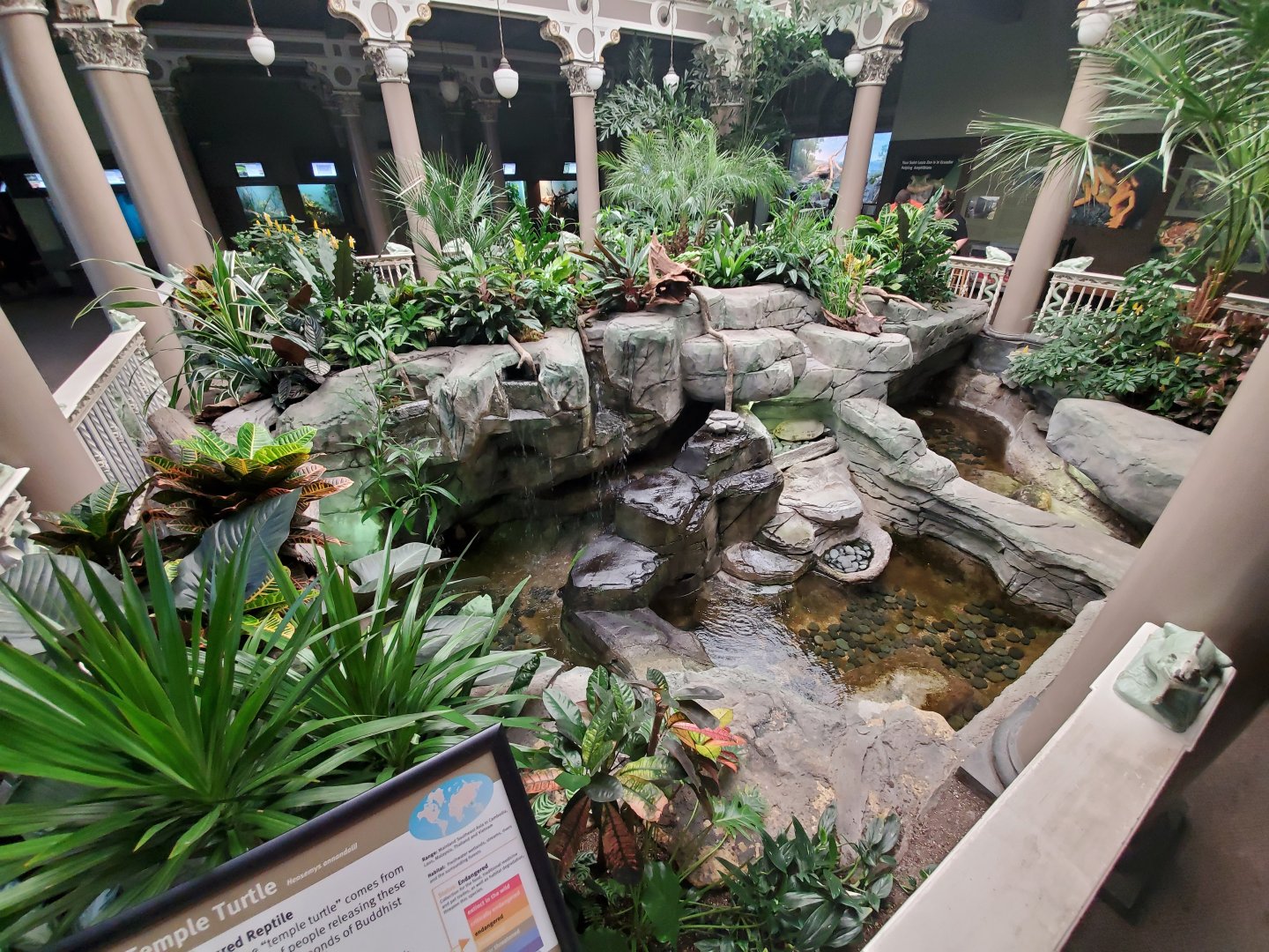 Aug. 2019 - 1927 Herpetarium - Alligator Snapping Turtle + Yellow-headed Temple Turtle + Asian Pond Turtle Exhibits
