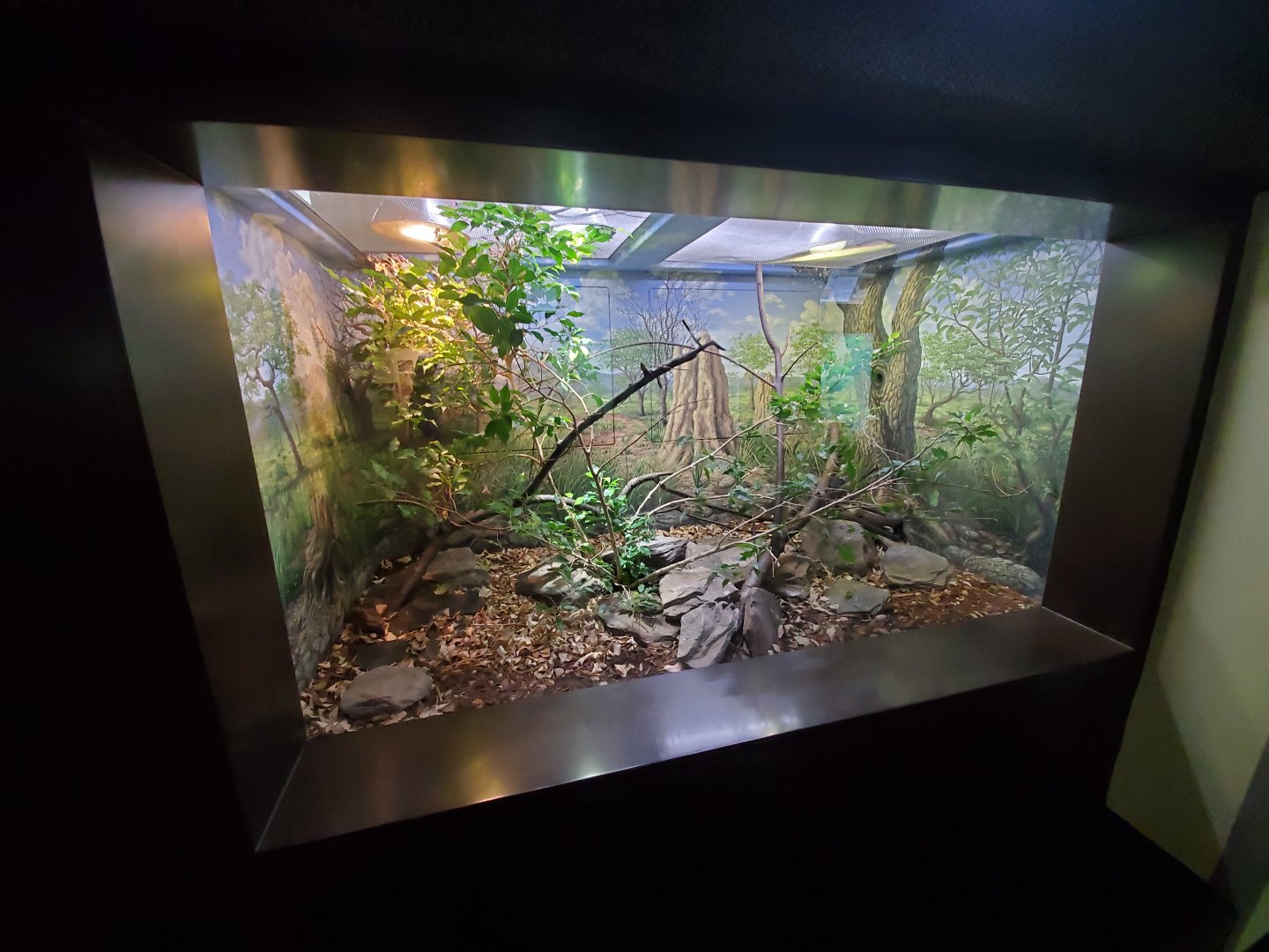 Aug. 2019 - 1927 Herpetarium - Black Mamba Exhibit