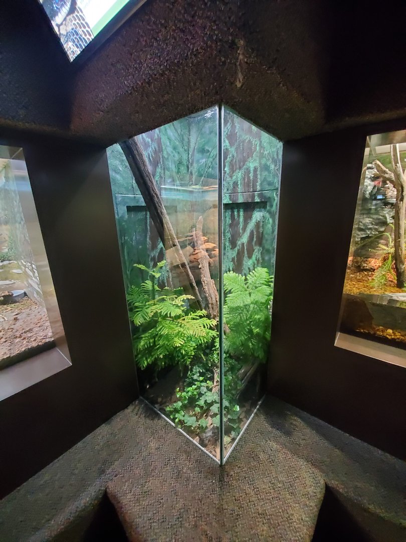 Aug. 2019 - 1927 Herpetarium - Black Rat Snake Exhibit
