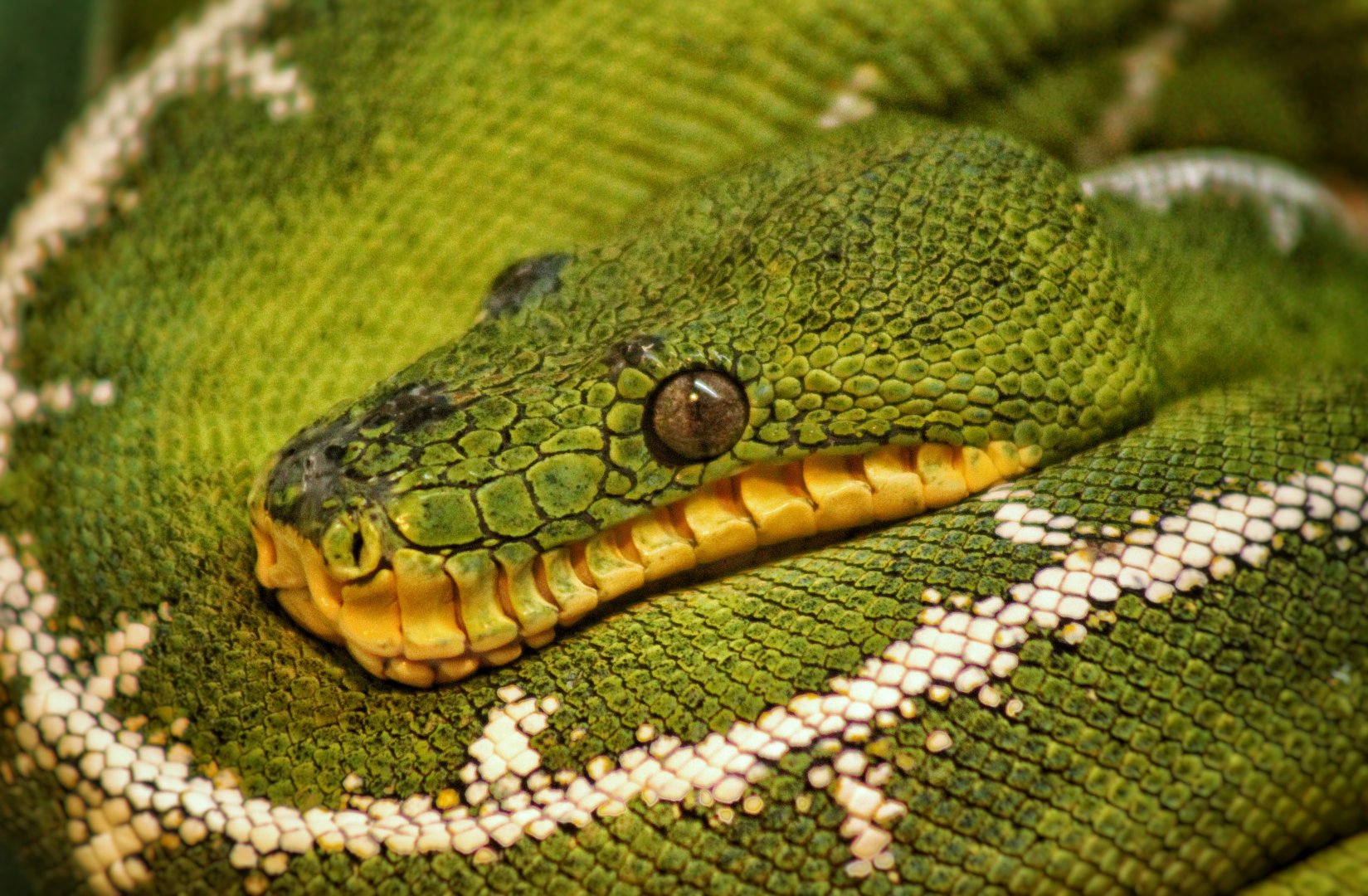 Aug. 2019 - 1927 Herpetarium - Emerald Tree Boa
