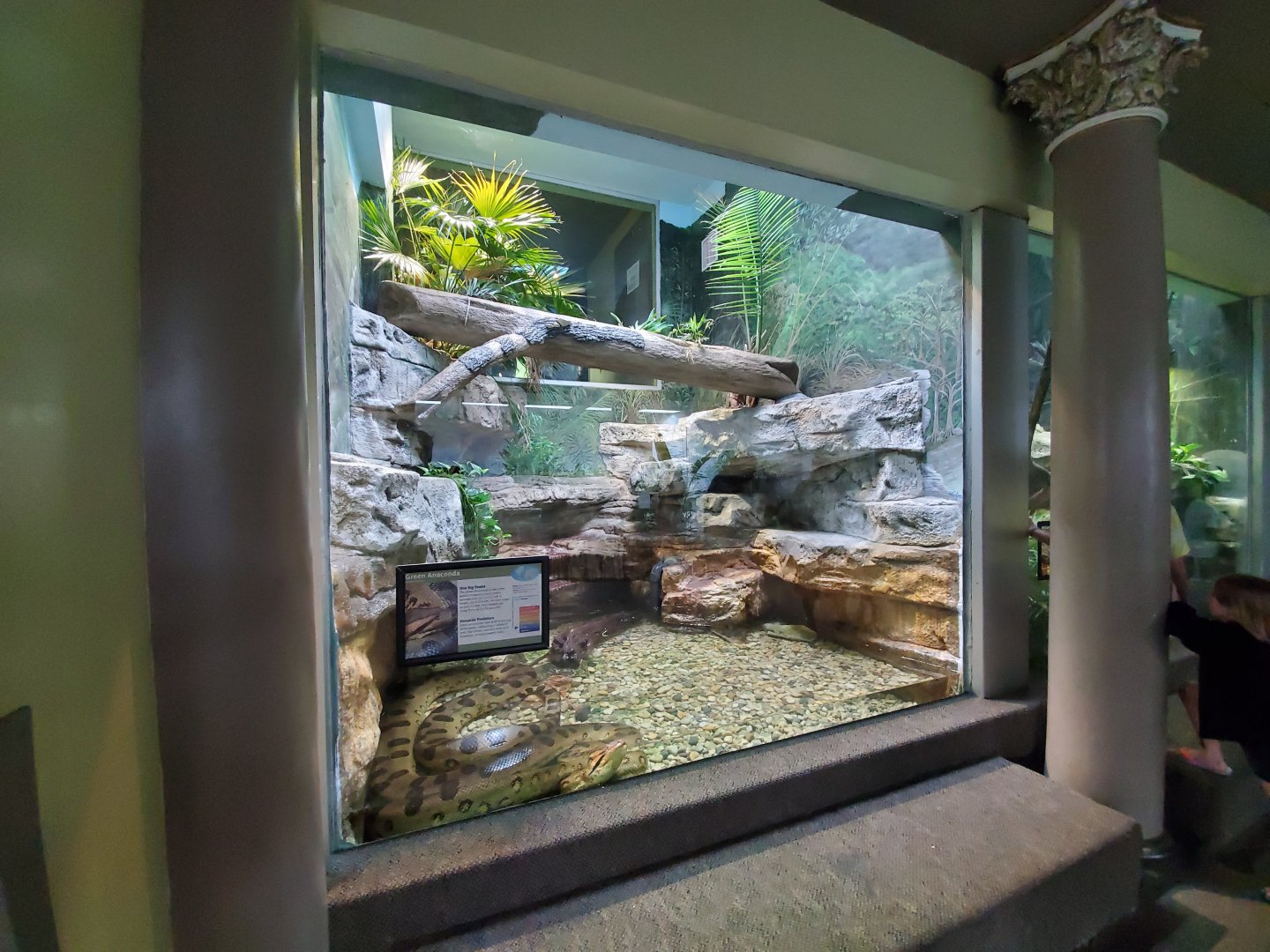 Aug. 2019 - 1927 Herpetarium - Green Anaconda Exhibit (2 Stories - Bottom Part)