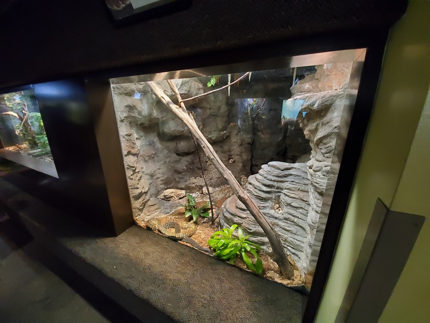 Aug. 2019 - 1927 Herpetarium - Jamaican Boa Exhibit