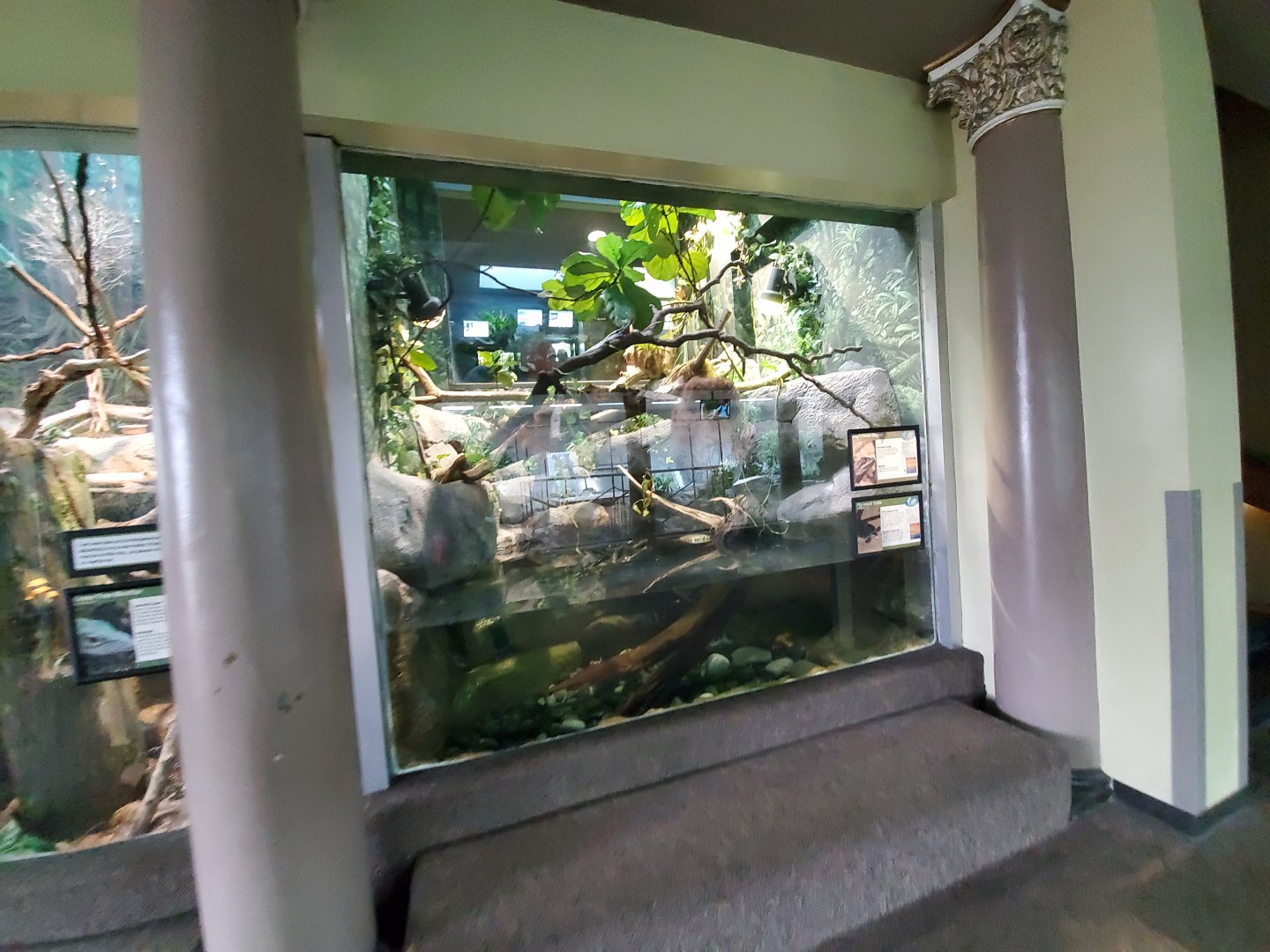 Aug. 2019 - 1927 Herpetarium - Pig-nosed Turtle/Long's Forest Dragon Exhibit (Bottom Part)