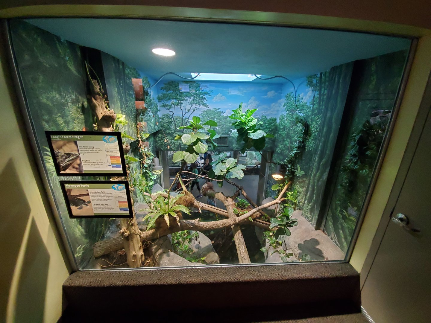 Aug. 2019 - 1927 Herpetarium - Pig-nosed Turtle/Long's Forest Dragon Exhibit (Top Part)