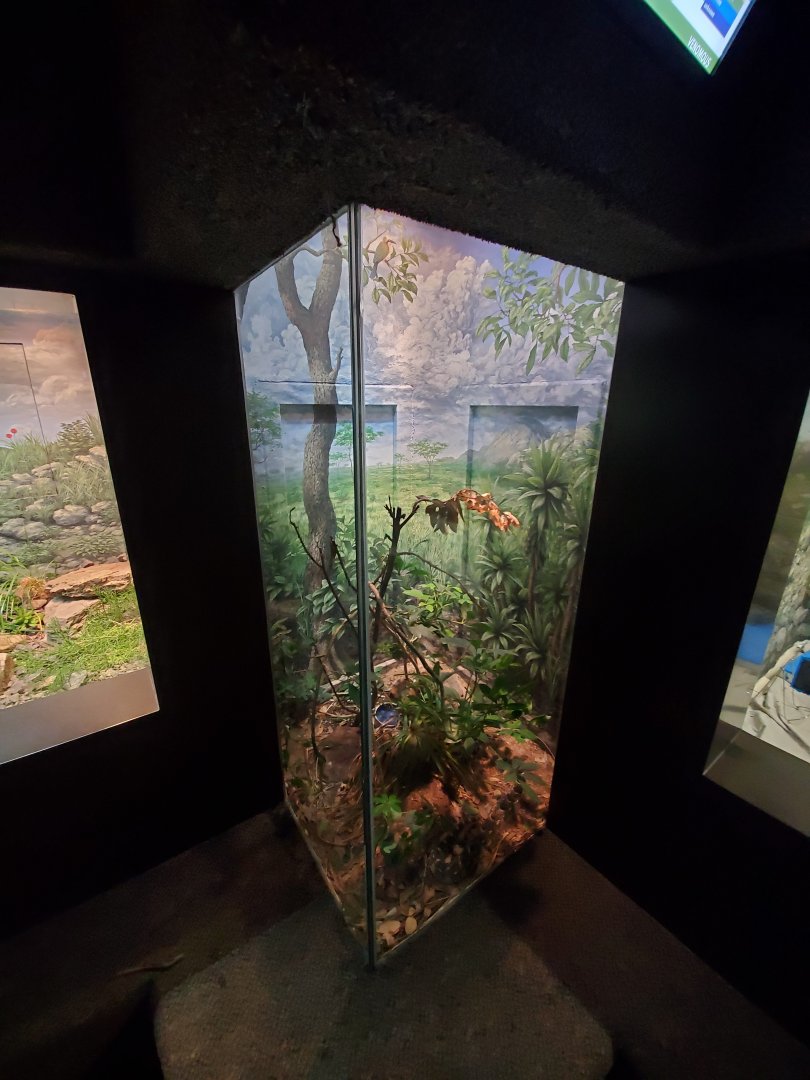 Aug. 2019 - 1927 Herpetarium - Puff Adder Exhibit