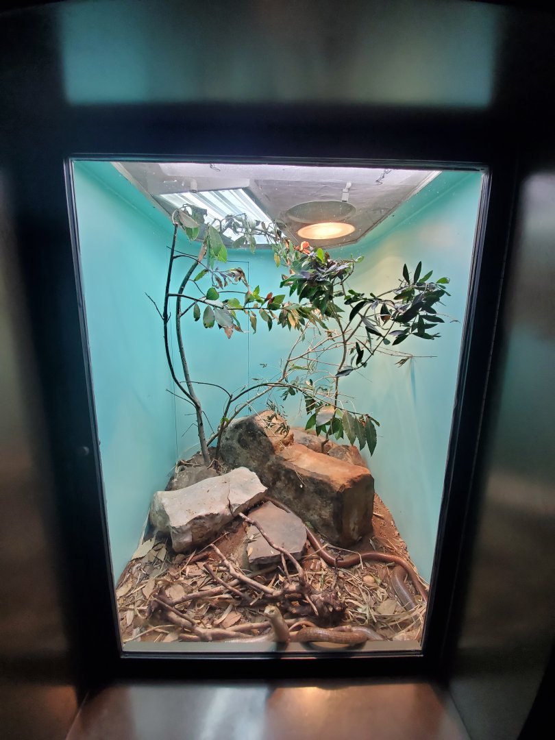 Aug. 2019 - 1927 Herpetarium - Sheltopusik Exhibit