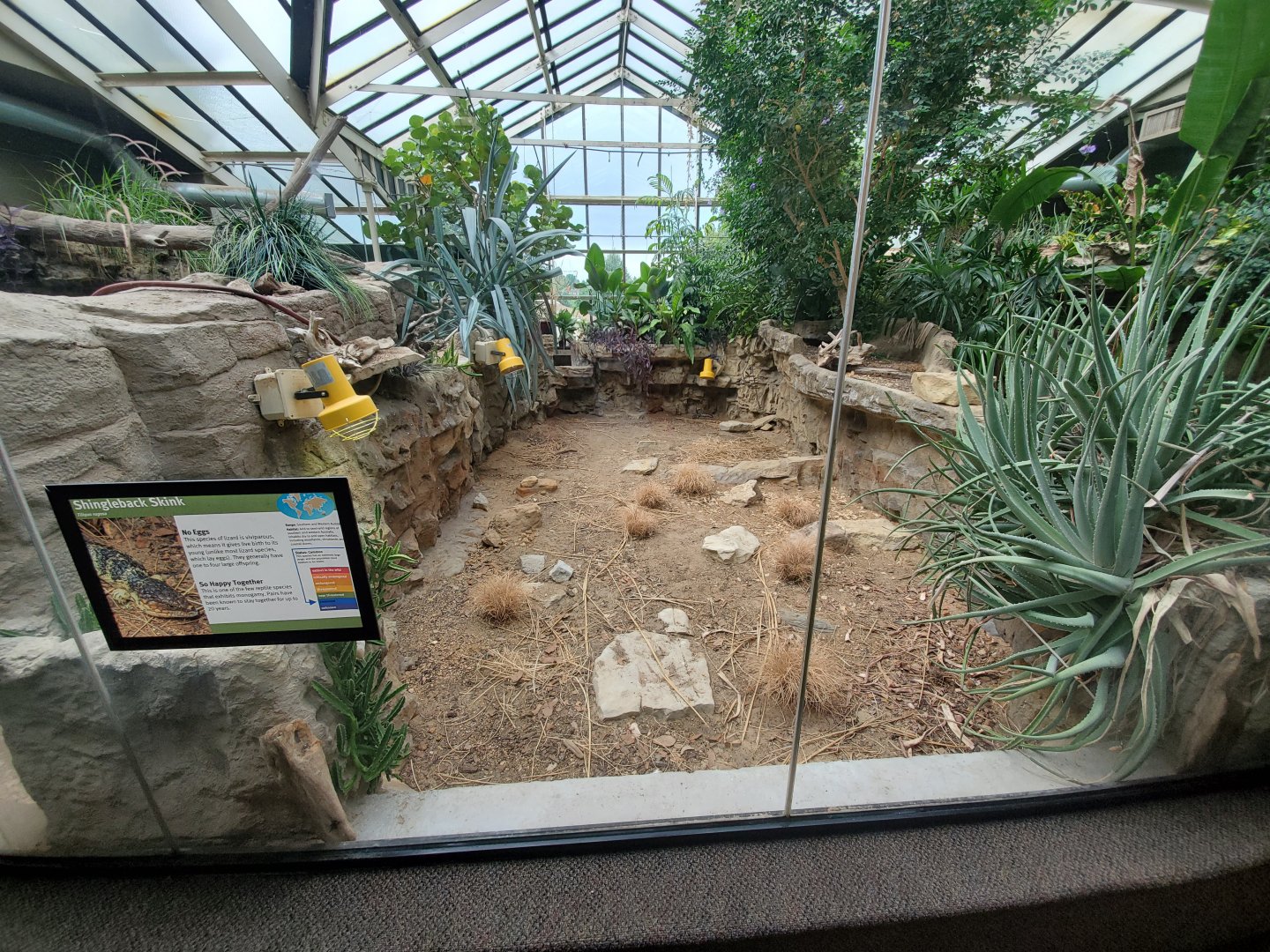 Aug. 2019 - 1927 Herpetarium - Shingleback Skink Exhibit