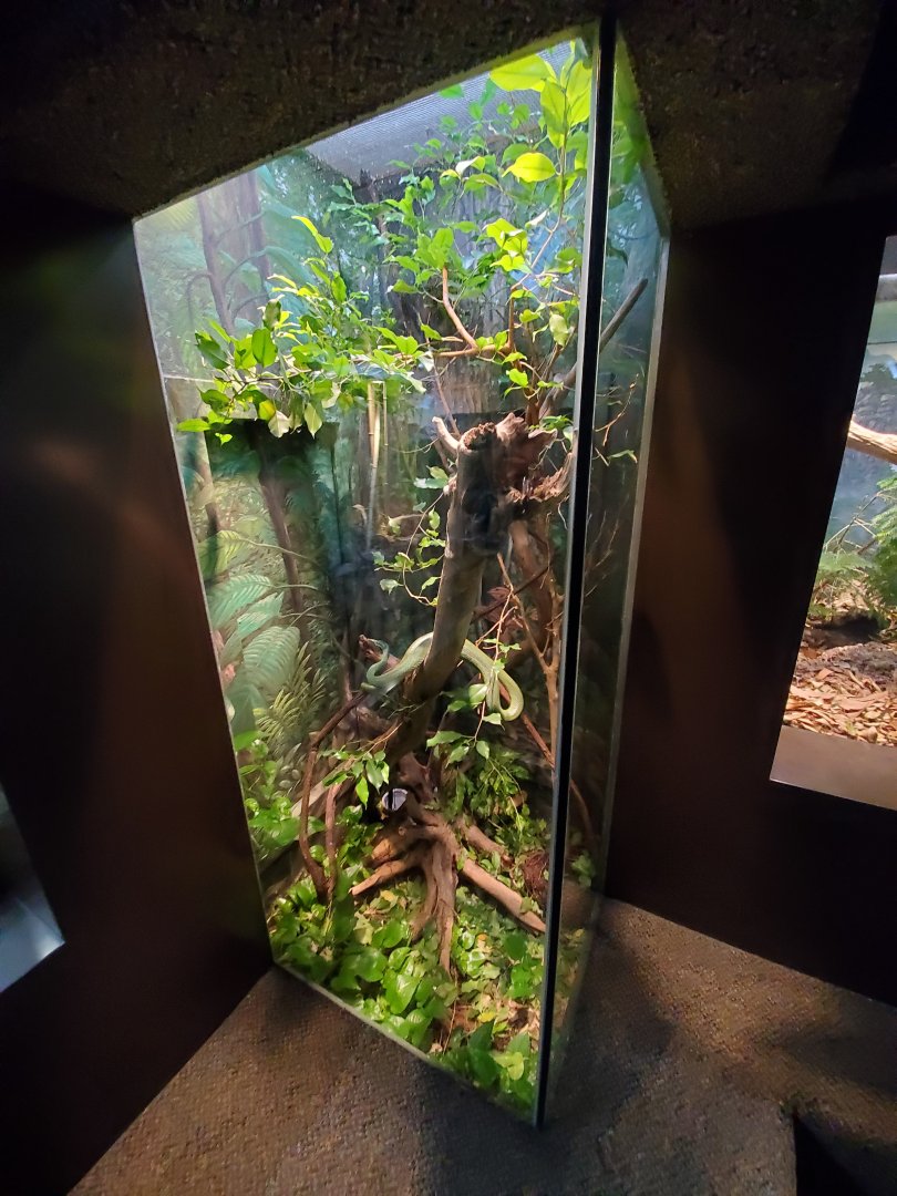 Aug. 2019 - 1927 Herpetarium - Vietnamese Long-nosed Snake Exhibit