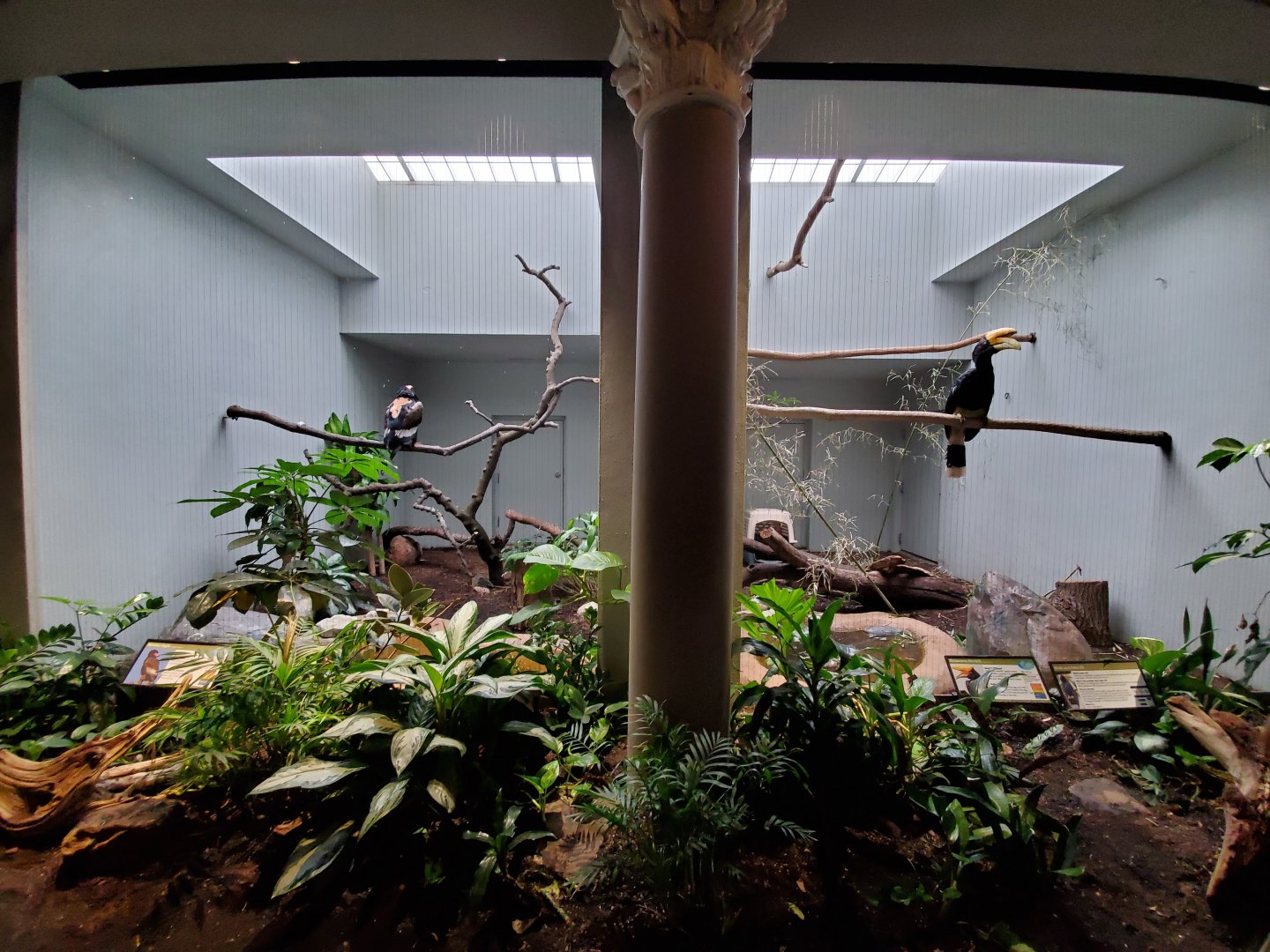 Aug. 2019 - 1930 Bird House - Bateleur Eagle + Rhinoceros Hornbill Exhibits