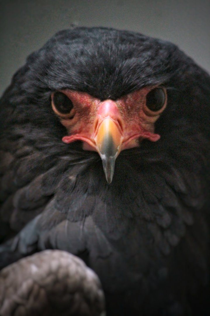 Aug. 2019 - 1930 Bird House - Bateleur Eagle