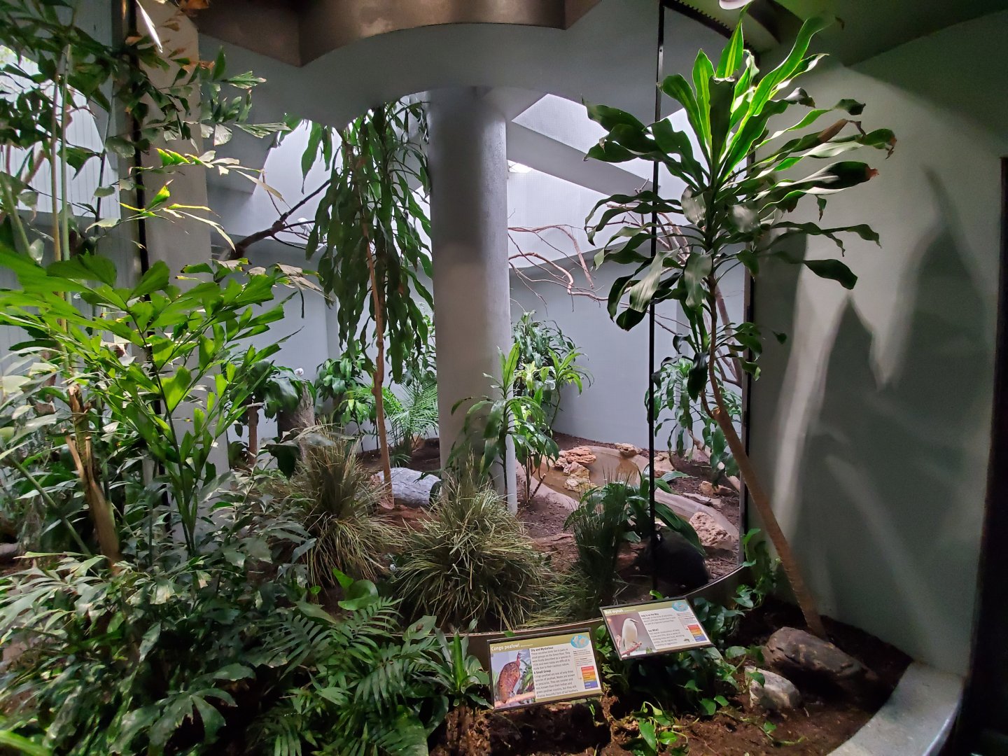 Aug. 2019 - 1930 Bird House - Congo Peafowl/Bali Mynah Exhibit