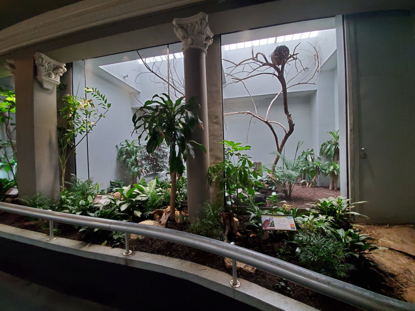 Aug. 2019 - 1930 Bird House - Congo Peafowl Exhibit