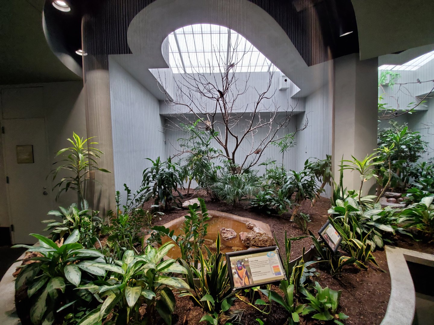 Aug. 2019 - 1930 Bird House - Golden-breasted Starling/Buff-crested Bustard Exhibit