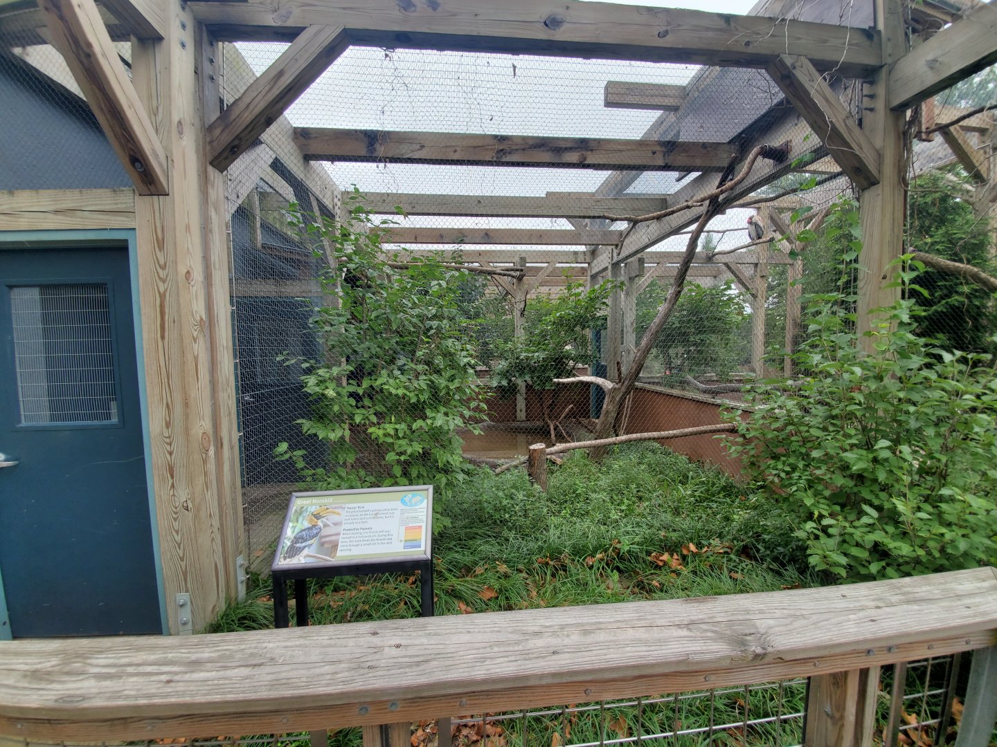 Aug. 2019 - 1930 Bird House - Great Indian Hornbill Exhibit