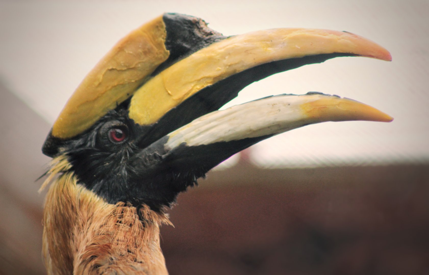 Aug. 2019 - 1930 Bird House - Great Indian Hornbill