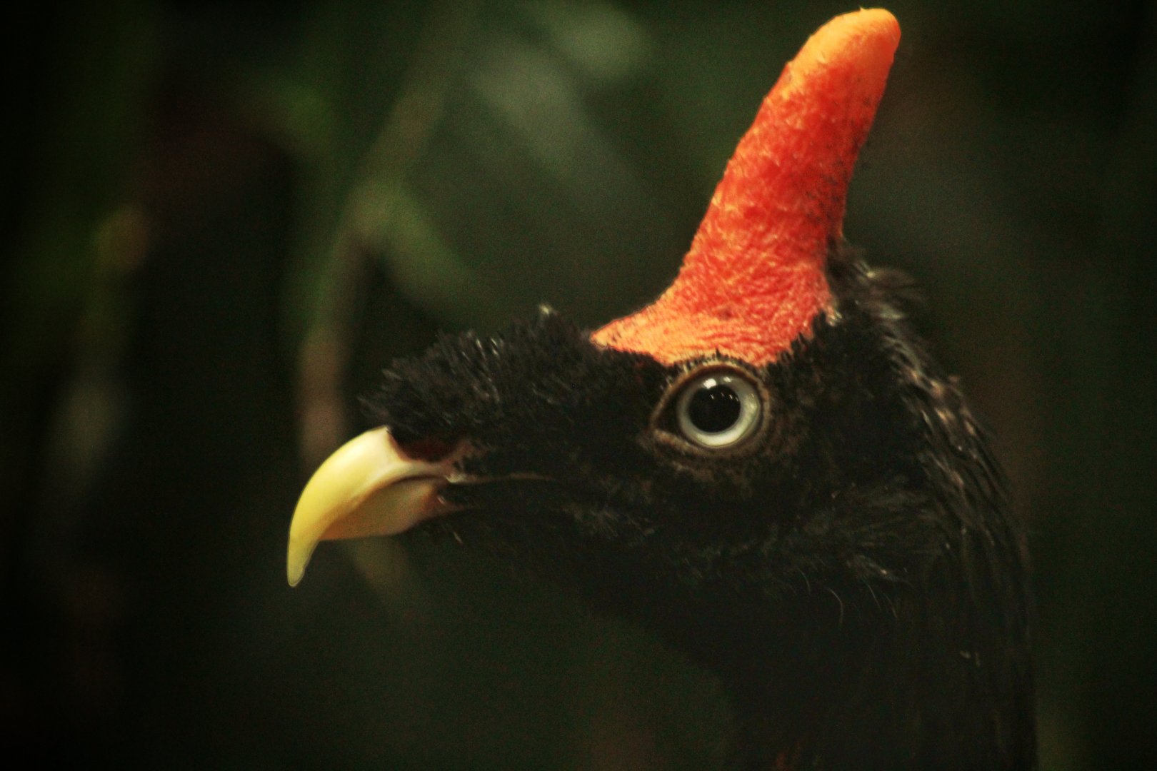 Aug. 2019 - 1930 Bird House - Horned Guan