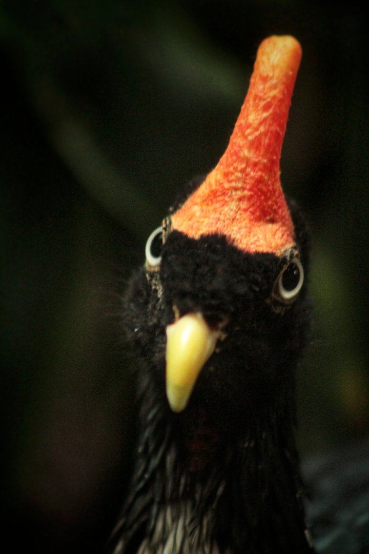Aug. 2019 - 1930 Bird House - Horned Guan