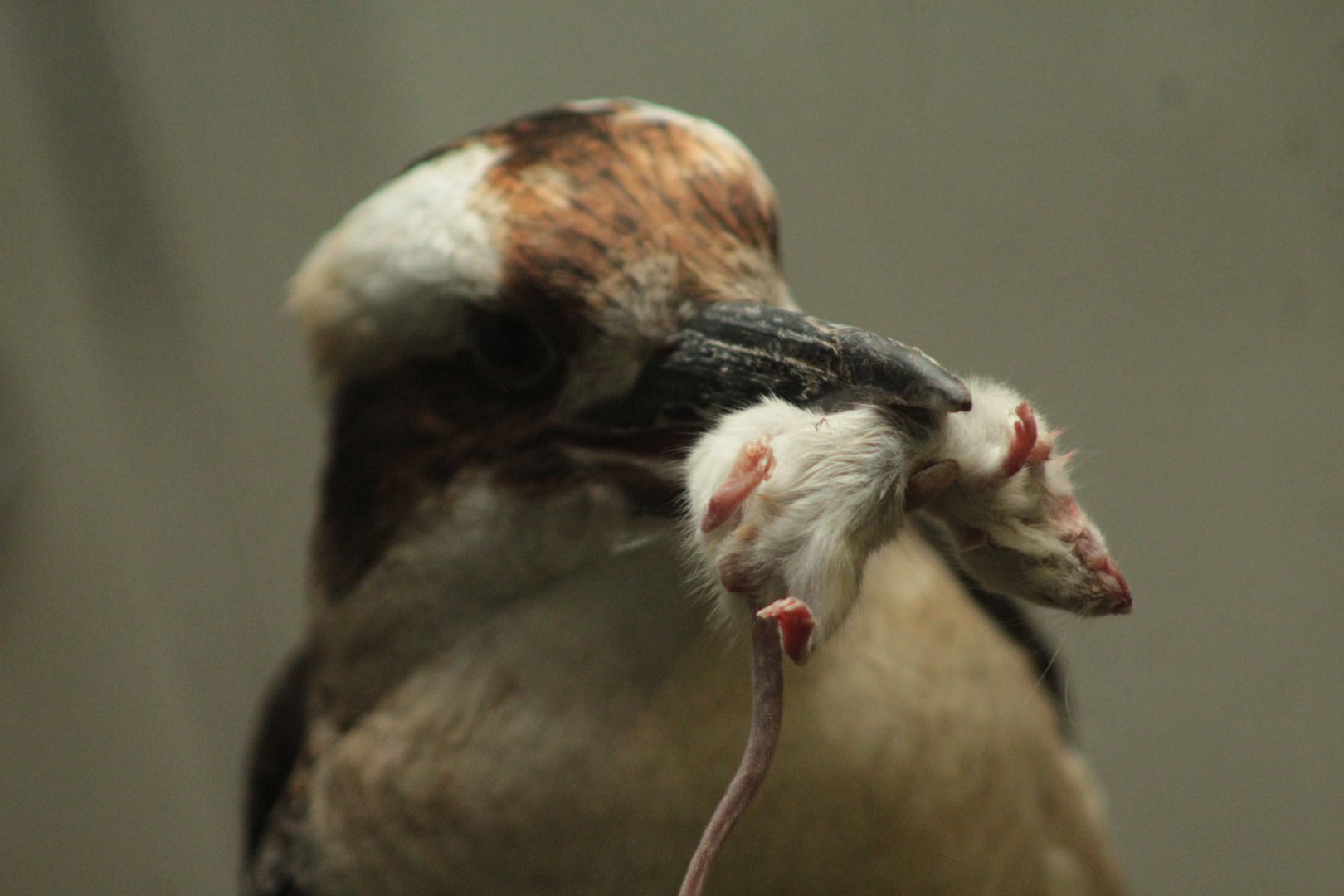 Aug. 2019 - 1930 Bird House - Laughing Kookaburra with Lunch