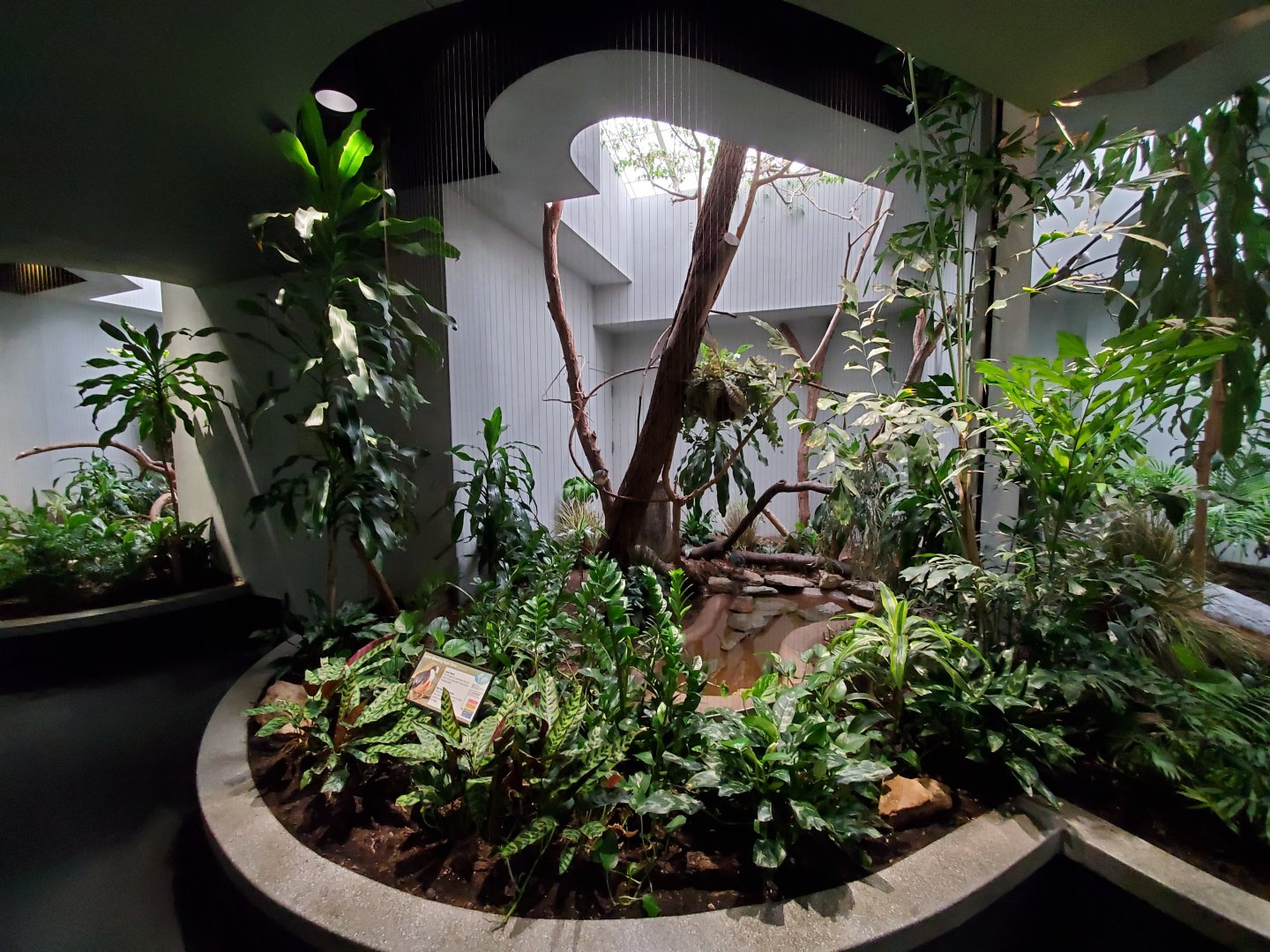Aug. 2019 - 1930 Bird House - Luzon Bleeding Heart Exhibit
