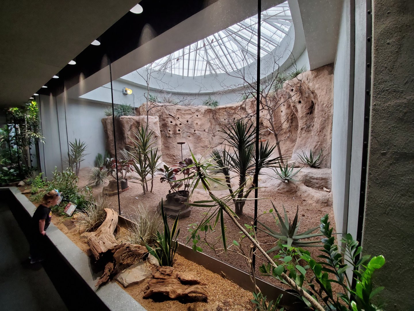 Aug. 2019 - 1930 Bird House - Northern Carmine Bee-eater/Cape Thick Knee Exhibit